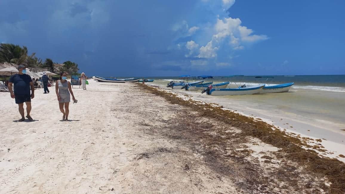 'Sepulta' el sargazo expectativas de prestadores de servicios turísticos en Tulum