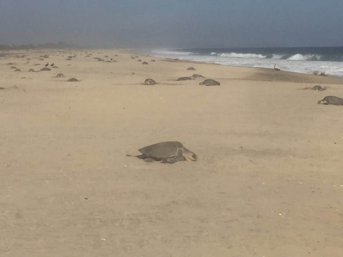 VIDEOS: Majestuoso espectáculo natural es ver el arribo de tortugas en Playa Escobilla, Oaxaca