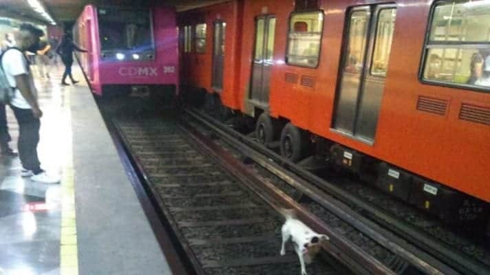 VIDEO: Perrito cae a las vías del Metro en CDMX; rescate se vuelve viral
