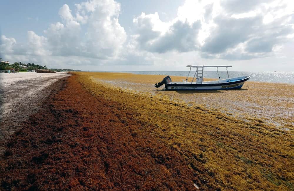 Sigue el arribo masivo de sargazo al Caribe Mexicano, esperan que llegue más