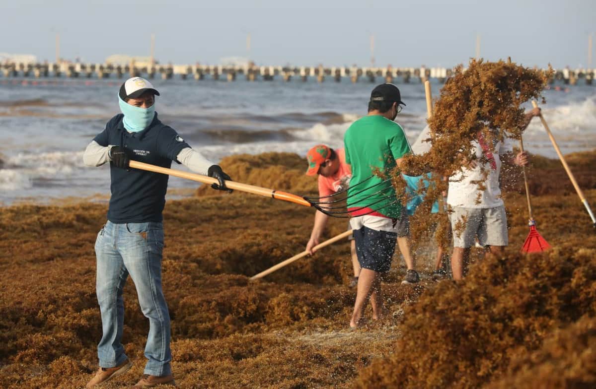 Empleados municipales ayudan en recolecta de sargazo en Playa del Carmen
