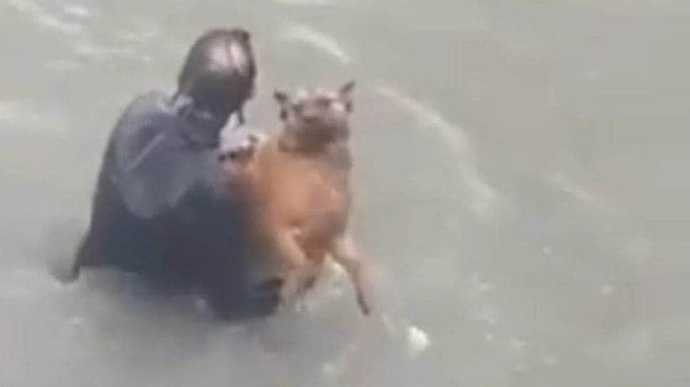 VIDEO: ¡Héroe! Nadador salva a perrito que se ahogaba en el mar