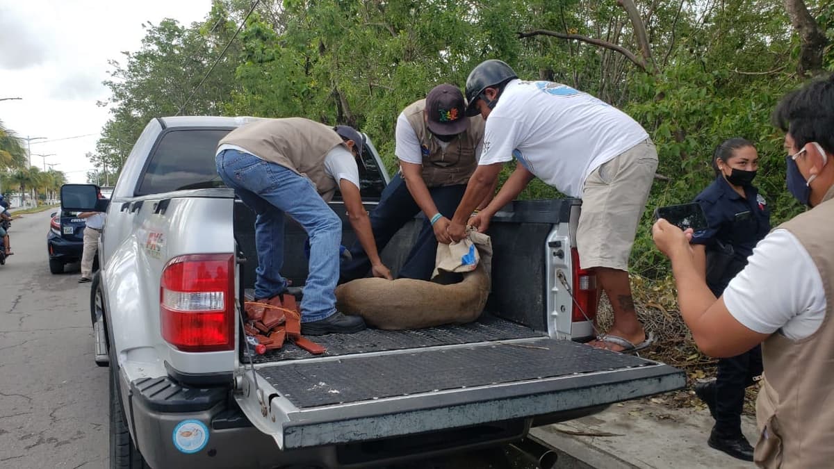 Rescatan a venado atorado en una cerca en Cozumel