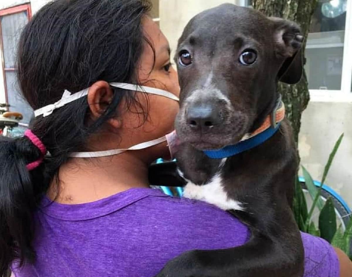 Refugios animales se alistan para el paso de "Grace"; requieren apoyo de la gente