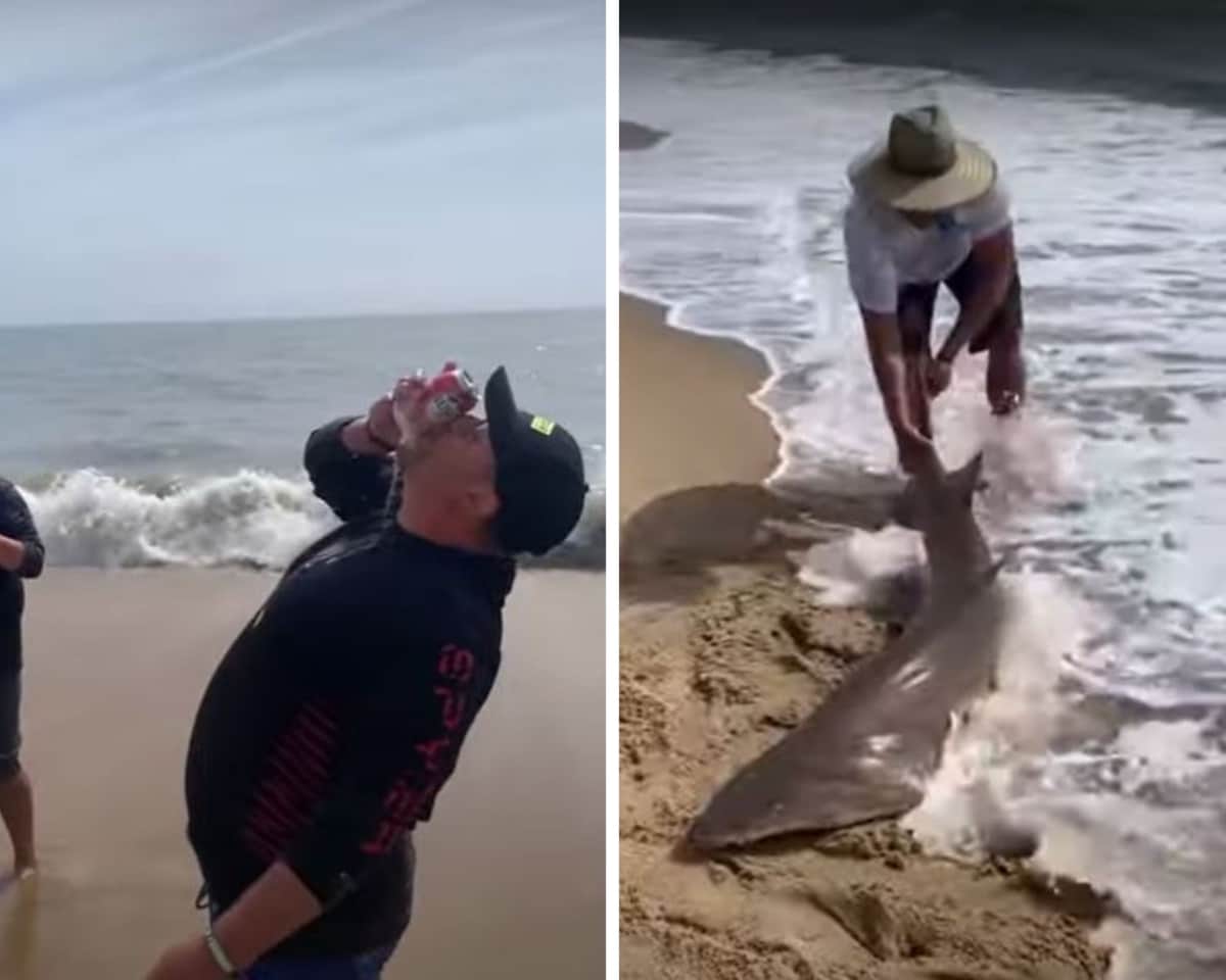VIDEO: Exhiben a pescadores usando a un tiburón como 'abrelatas' para cerveza