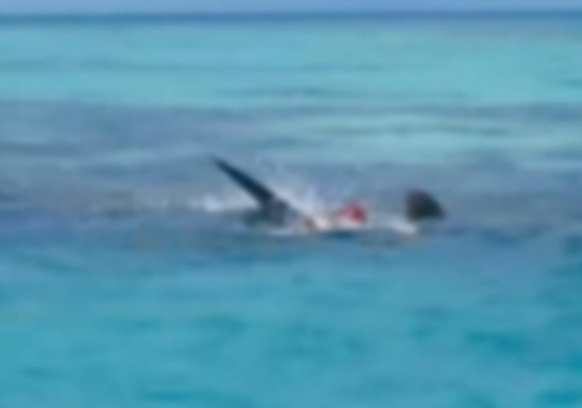VIDEO: Momento exacto en que tiburones devoran a una persona en Yucatán