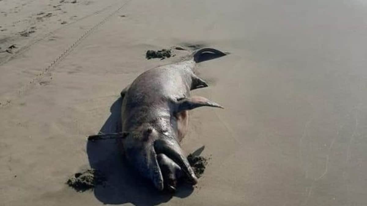 ¡ENCUENTRAN DOS DELFINES MUERTOS! en Playa Azul en Centla, Tabasco