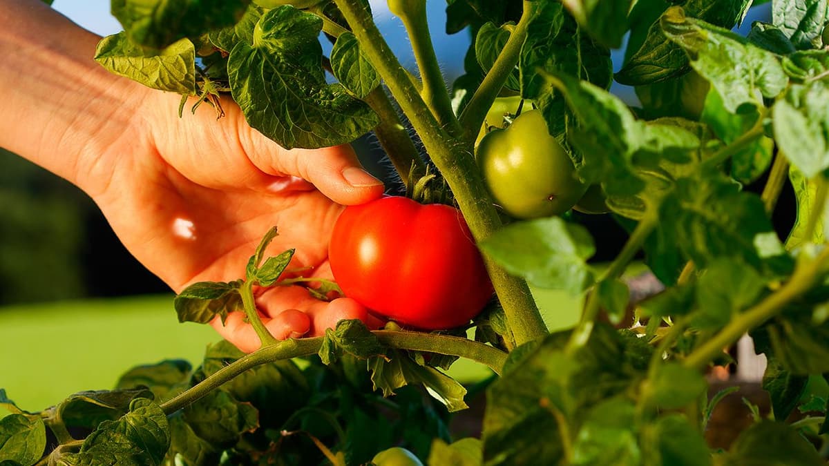 Estudio demuestra que plantas de tomate “gritan” cuando las podan