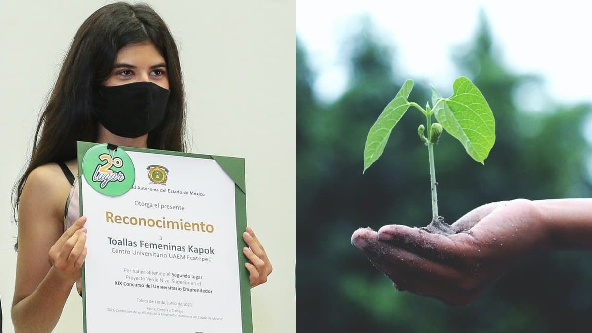 Estudiante crea toalla femenina biodegradable a base del árbol de ceiba o kapok