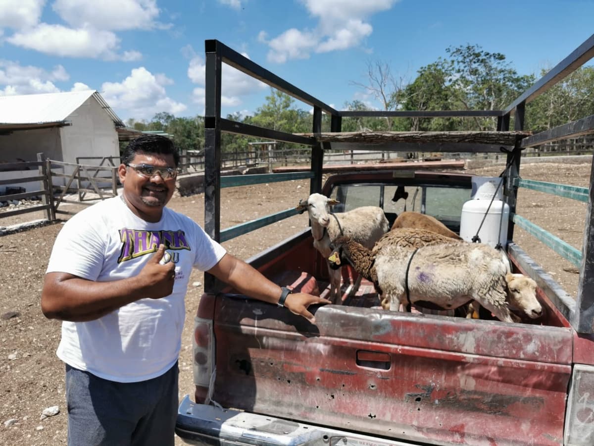 Se impulsa la producción ganadera en Playa del Carmen