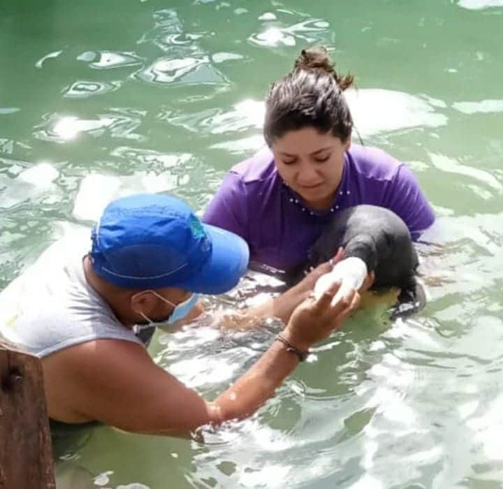 Cría de manatí rescatada en Huay Pix será liberada, para evitar otro caso 'Daniel'