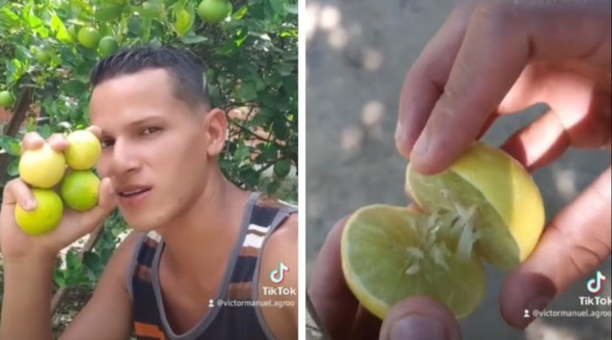 Tiktoker se vuelve viral por dar consejos para tener un huerto en casa