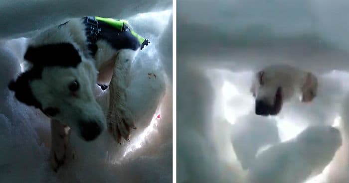 Hombre enterrado en la nieve se filma mientras un perro de rescate lo salva, y es encantador
