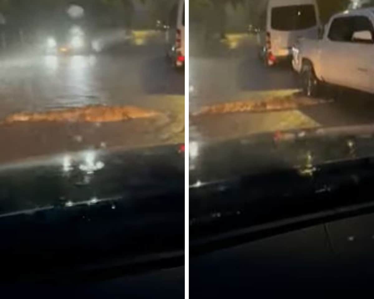 VIDEO VIRAL: Captan a cocodrilo nadando en plena calle de Puerto Vallarta