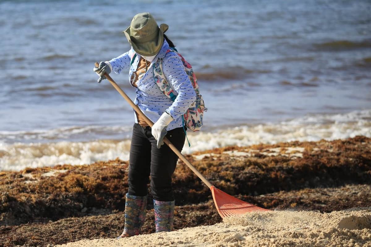Gobierno de Solidaridad no da tregua al sargazo con limpieza de playas