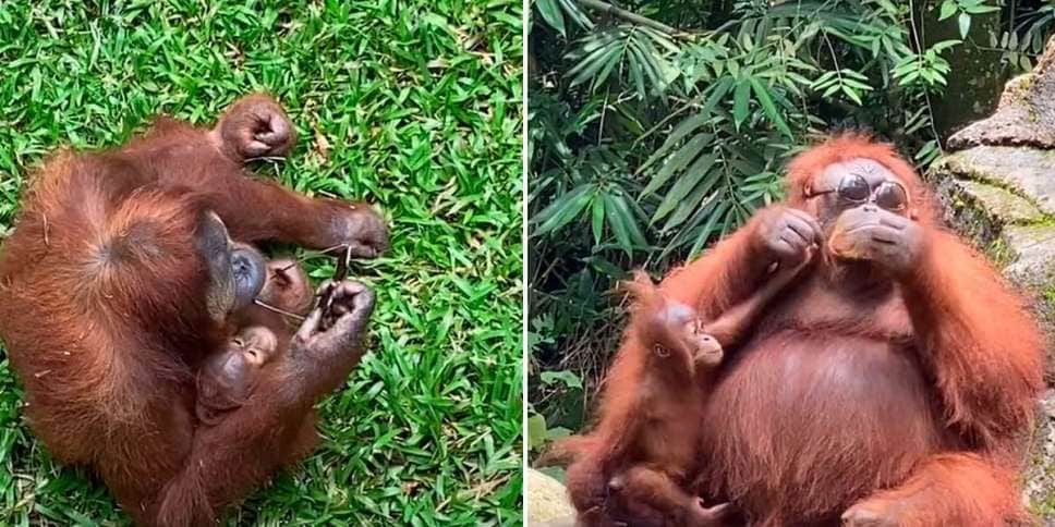 VIDEO: Orangután se divierte con unos lentes que cayeron en su jaula y se vuelve viral