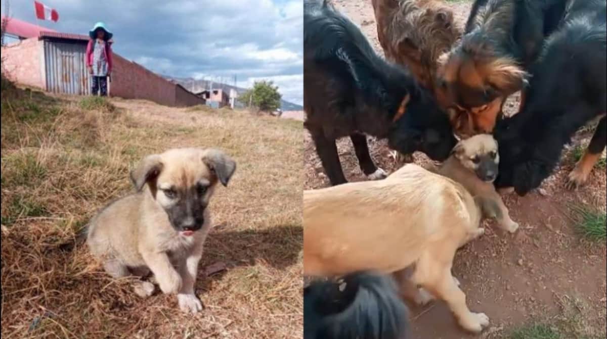 VIDEO: Cachorrito recibe la bienvenida más tierna en un refugio para perros
