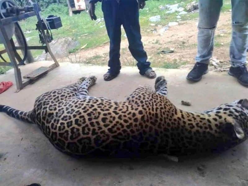Por matar a su burro, campesino envenena a un jaguar, especie en peligro de extinción