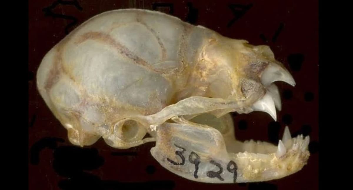 ¡Los vampiros gigantes sí existieron! Hallan fósil de hace 100 mil años