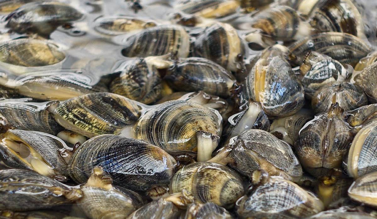 De solución a problema: Almejas tóxicas amenazan la vida humana en Portugal