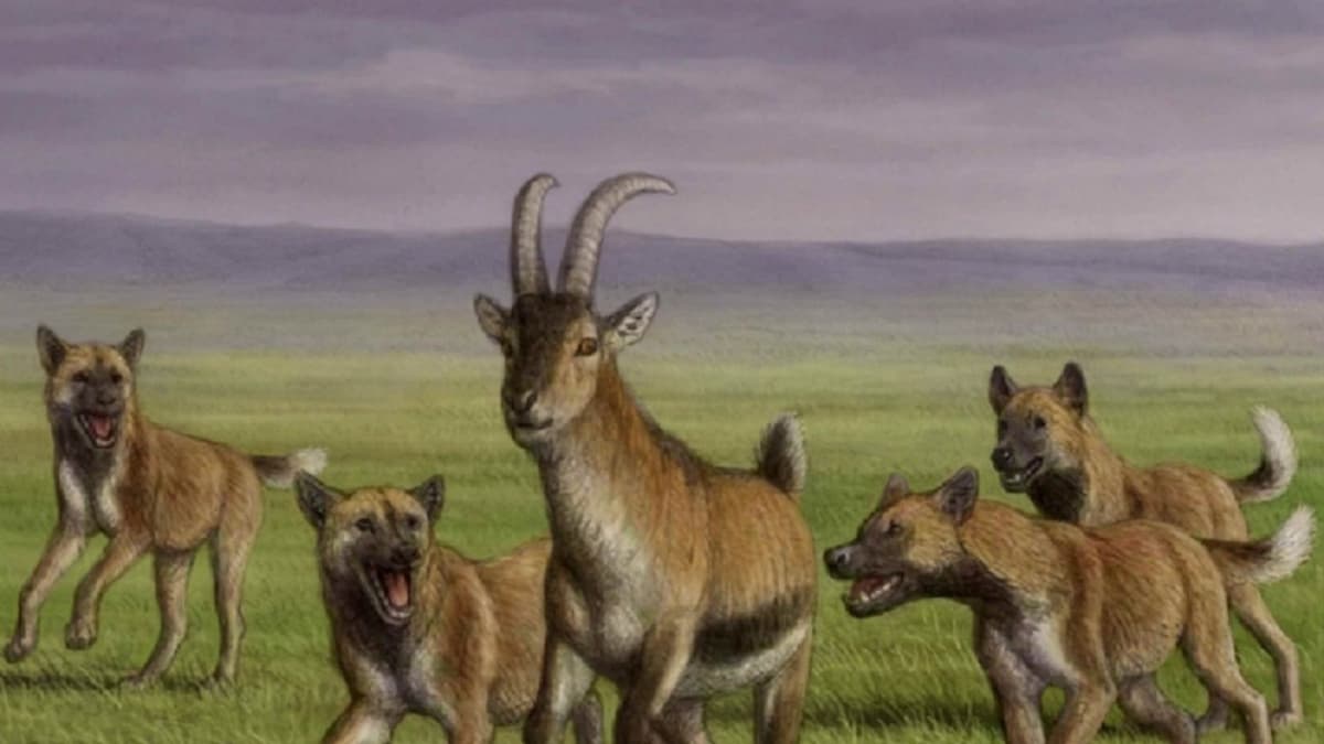 Descubren nueva especia de cánido "hipercarnivoro" de hace 1,8 millones de años