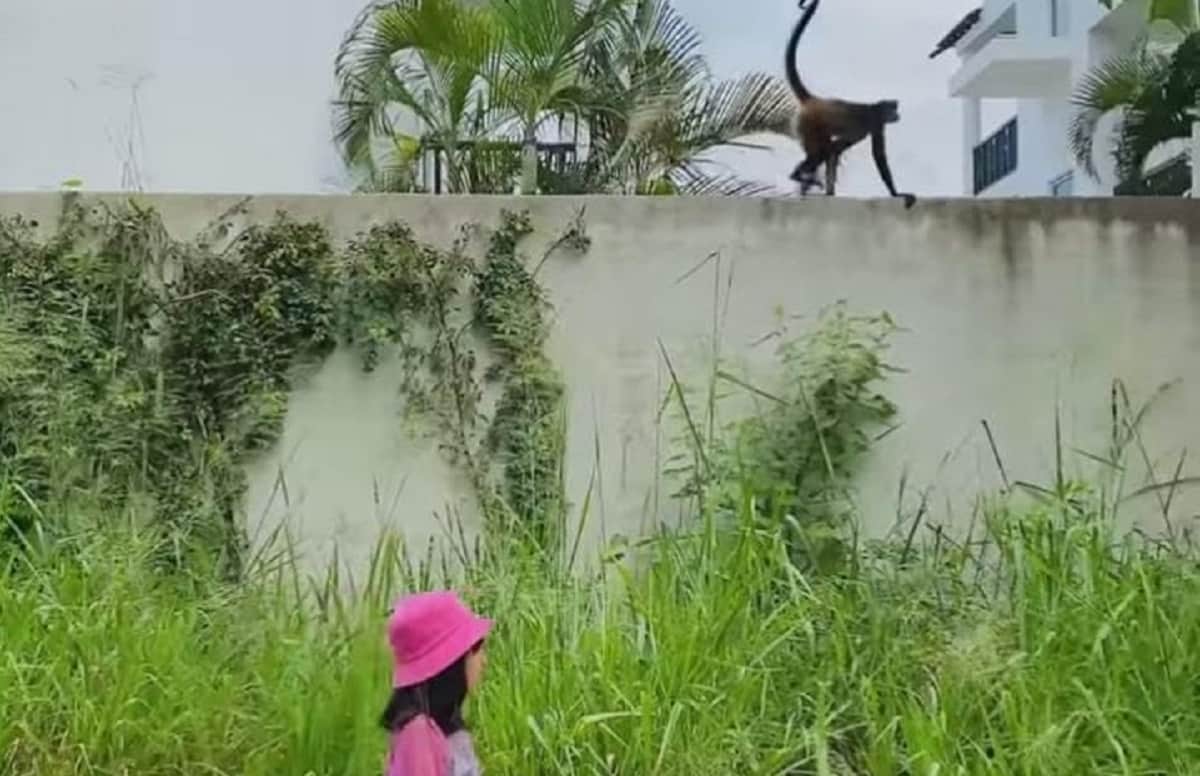 VECINOS ENDÉMICOS: Avistar fauna silvestre en Playa del Carmen, un regalo natural