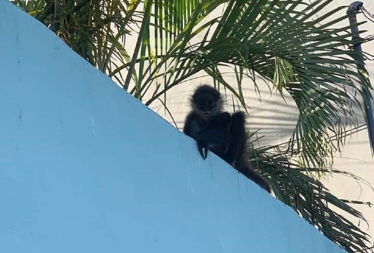 Escapa mono que estaba en cautiverio en Playa del Carmen y logran rescatarlo