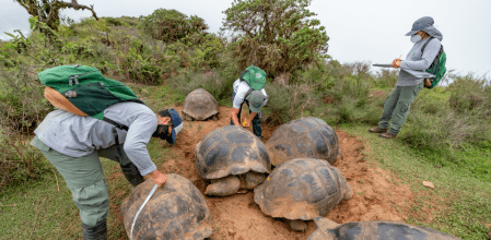Tortugas de las Galápagos sufren infecciones por bacterias resistentes a antibióticos
