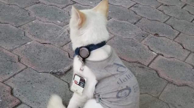 Este tierno gatito callejero es ahora guardia de seguridad