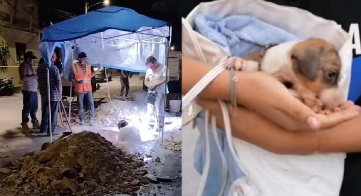 Tras horas de labores rescatan a "Kibi", perrito que cayó en un pozo de absorción en Cozumel