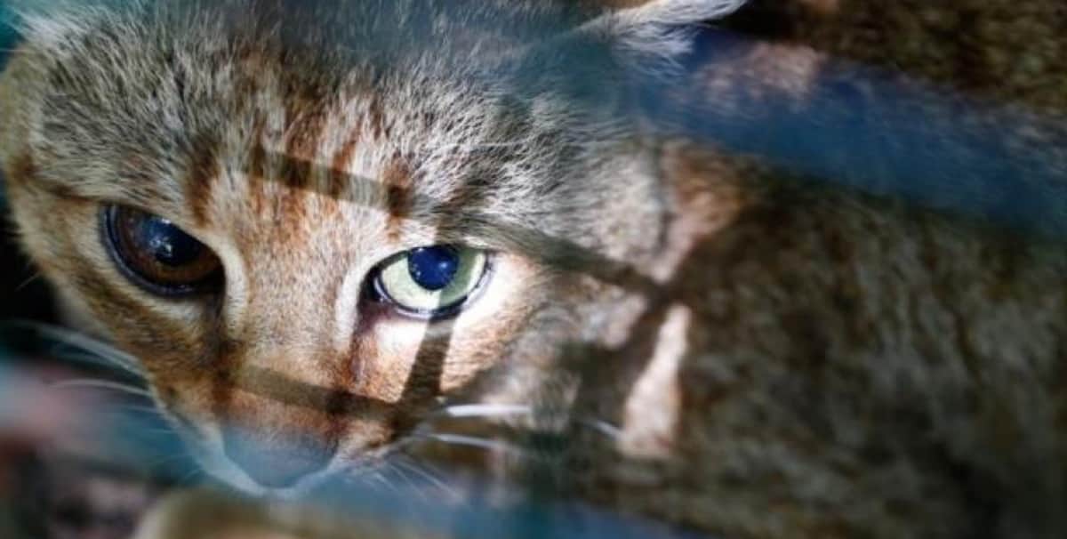Descubren una nueva especie de gato que por años se creyó era un mito