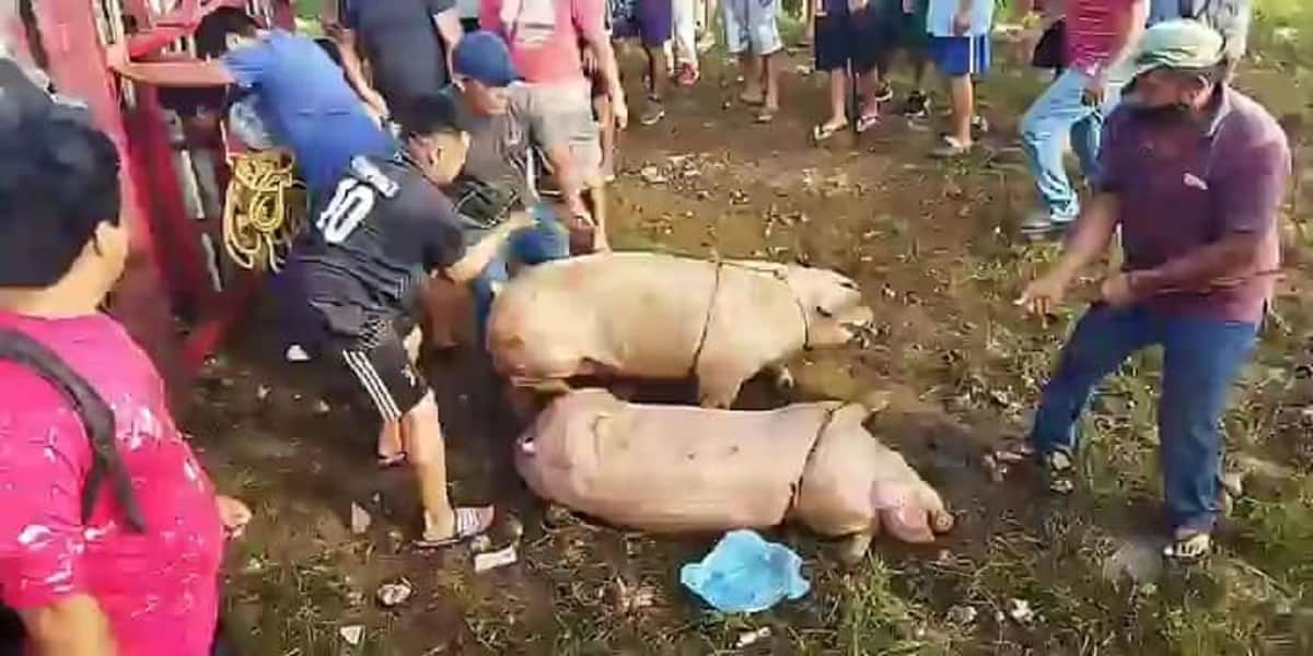 Vuelca unidad con cerditos en carretera Mérida Campeche: llega rapiña y hasta los destazan ahí