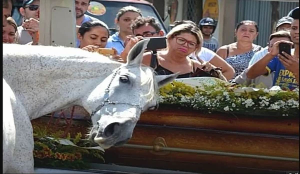 VIDEO: Conmueve caballo que va al funeral de su dueño y no quiere separarse del ataúd