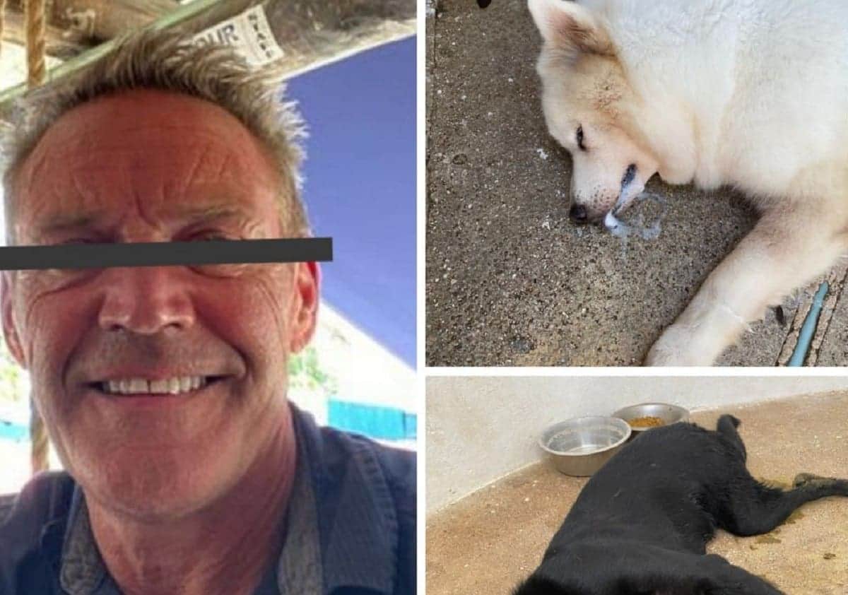 VIDEO: Acusan a extranjero de envenenar a perritos en Playacar; niños pudieron ser víctimas