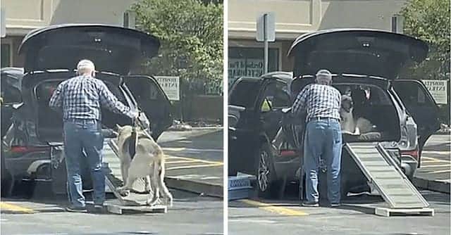 VIDEO: Hombre construye una rampa para ayudar a su perro anciano a subir al coche