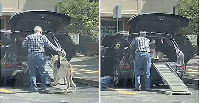 VIDEO: Hombre construye una rampa para ayudar a su perro anciano a subir al coche