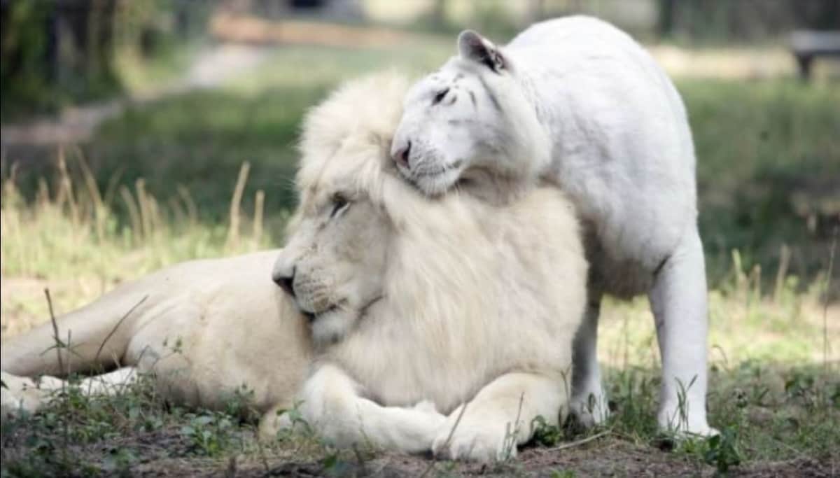 FOTOS: Nacen cuatro cachorros ‘ligres’ producto de un león blanco y una tigresa blanca