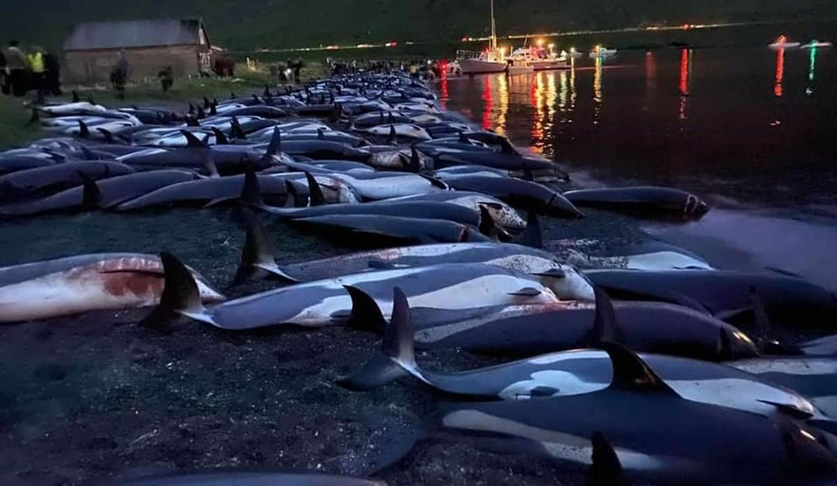 Matan cerca de 1500 delfines por sanguinaria tradición en Dinamarca