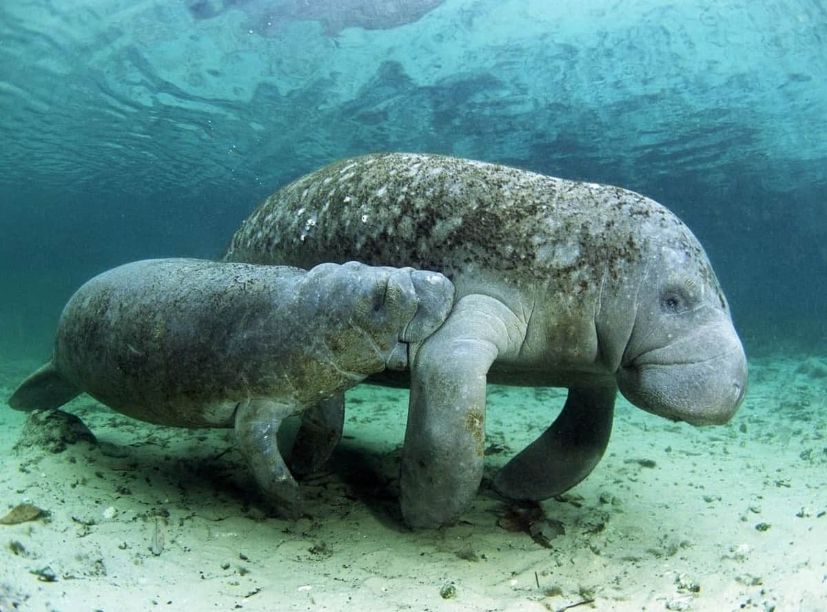 Concientizan sobre el cuidado al manatí en Quintana Roo