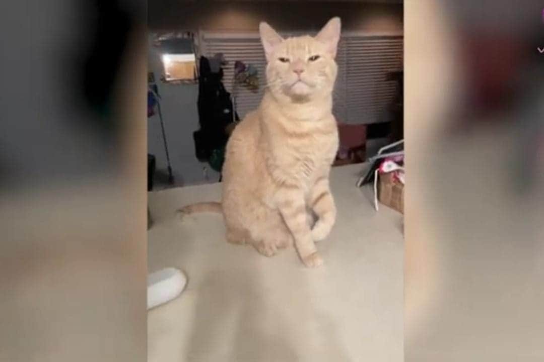 ¡Así fue grabado! Gato finge cojera para llamar la atención