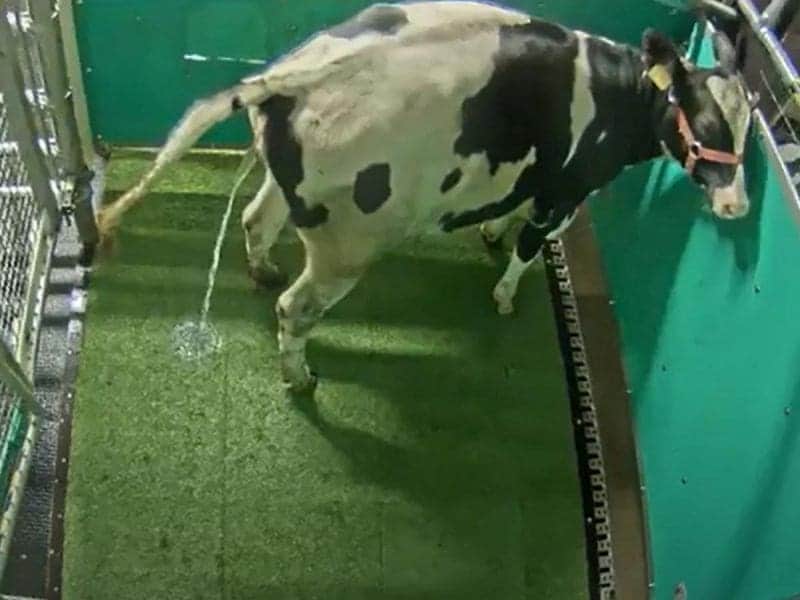 ¡Vacas 'aprenden' a ir al baño! Con esta medida podrían salvar al planeta