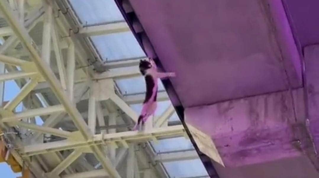 Video: Gato cae desde lo alto de un estadio y es salvado por el público