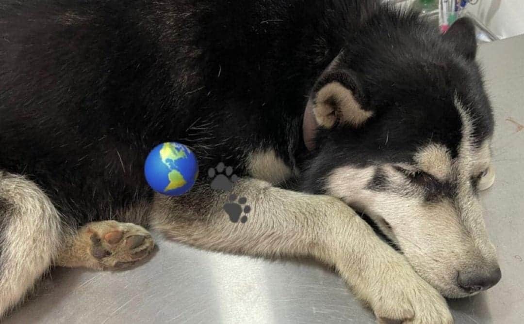 Video: Policías del Edomex atropellan a un perrito; lo dejan malherido