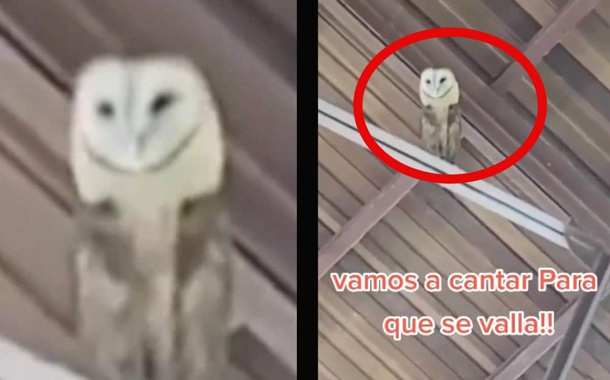 VIDEO: Le cantan a lechuza para ahuyentarla de una iglesia pero se pone a bailar