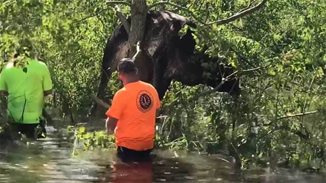 Vaca quedó atrapada en un árbol tras paso de huracán Ida