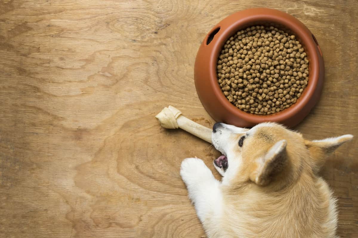 Alertan que alimento para perros está contaminado con salmonella y listeria