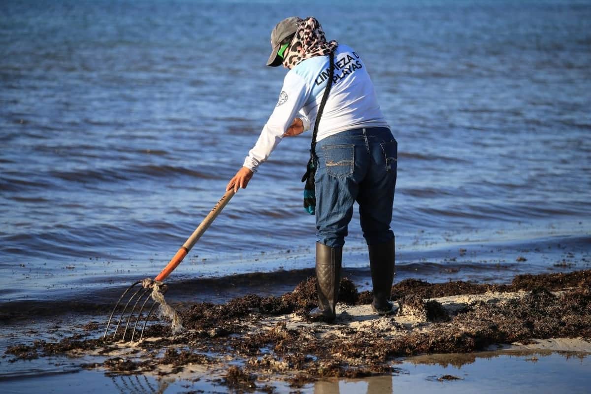 Unen voluntades en Solidaridad en la limpieza de playas y cenotes