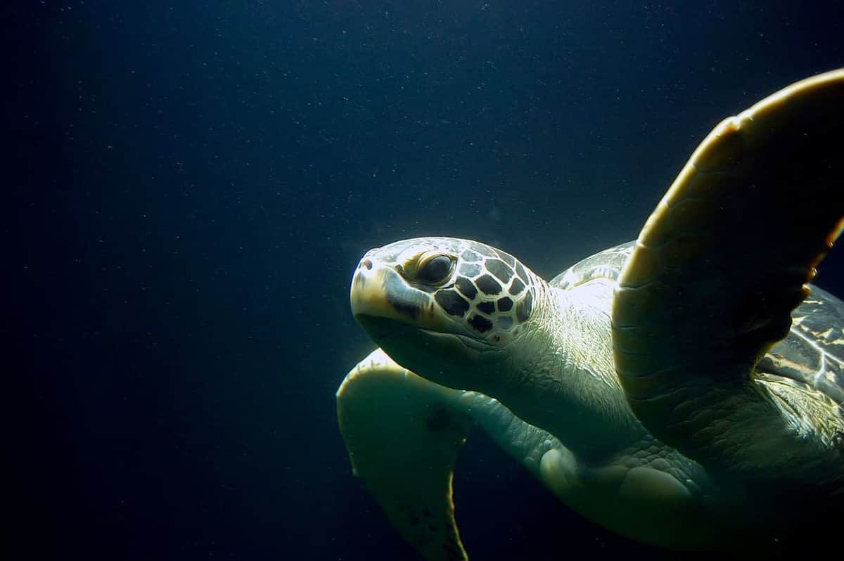 ¡Terrible! Hallan 300 tortugas muertas en costas de Oaxaca