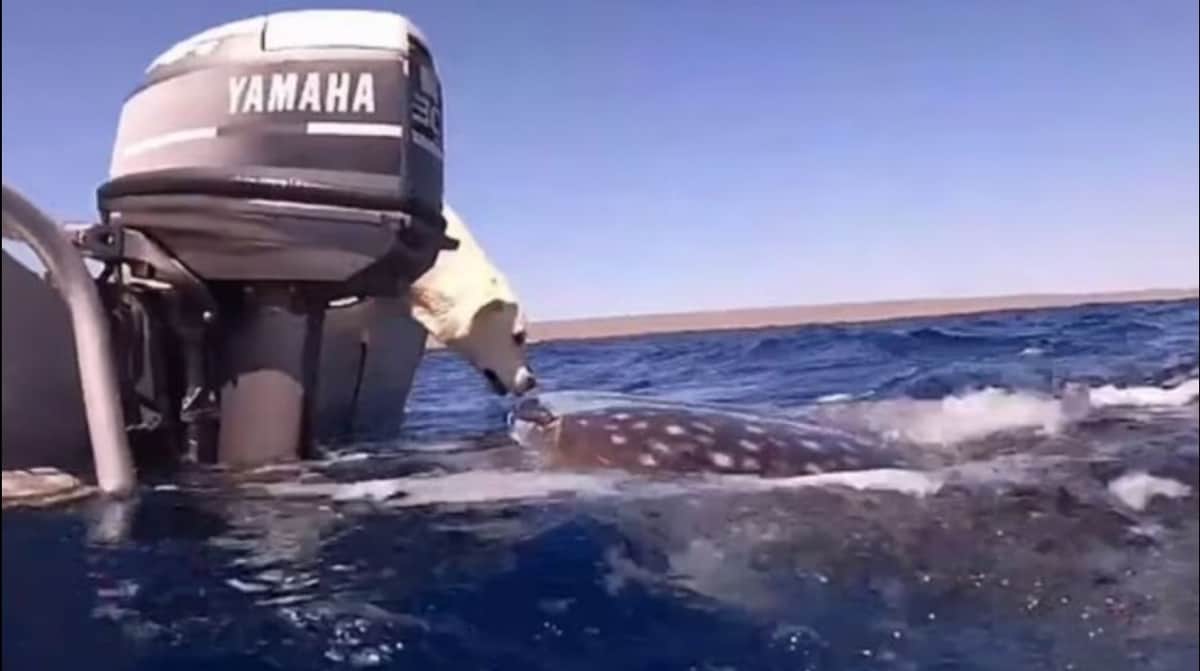 VIDEO: Perrito le da beso a tiburón ballena que se acercó a su barco y se vuelve viral