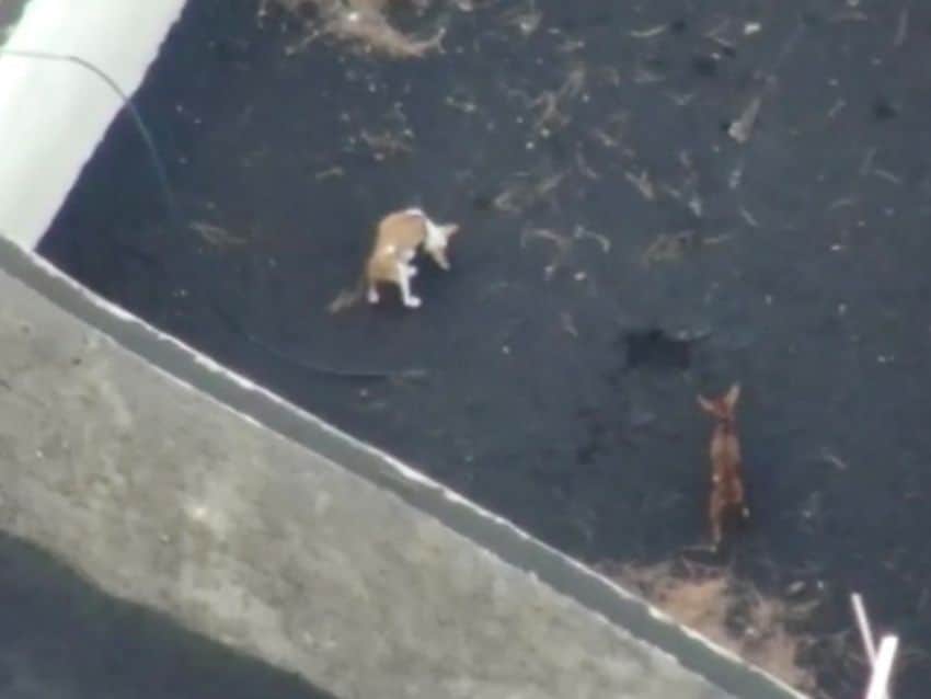 Perritos atrapados por lava de La Palma, desaparecen de forma misteriosa